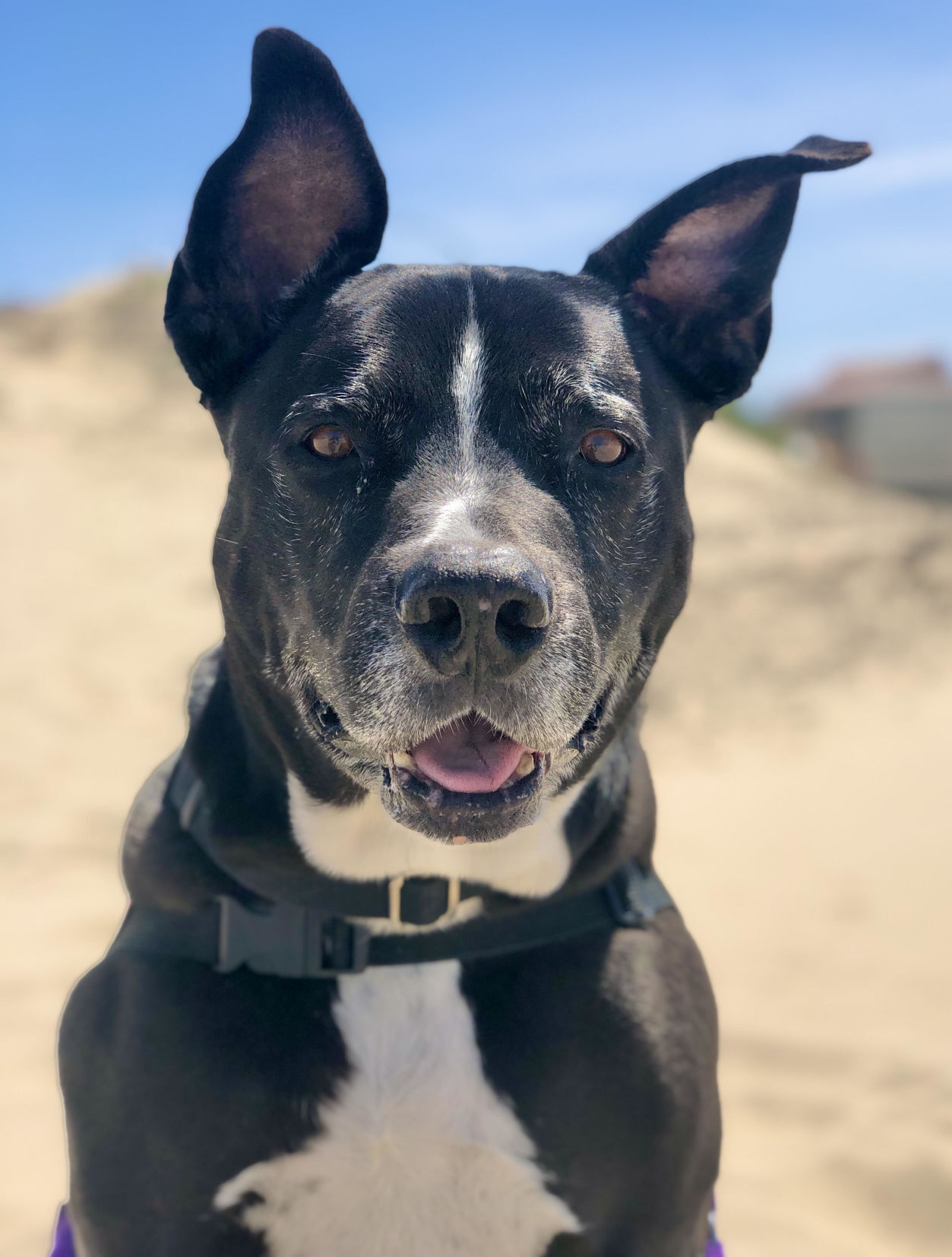 Stella beach day